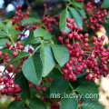 sichuan pepper powder tea